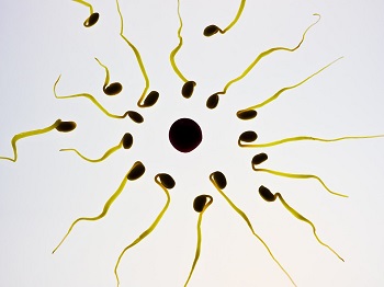 Kvalita a množstvo spermií pre mužskú plodnosť